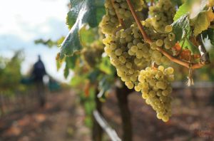 A bunch of white wine grapes in a vineyard