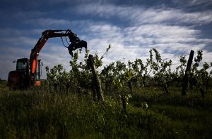 Grubbing up vines in the Gironde region, near Bordeaux.