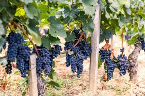 Red grapes on a vine