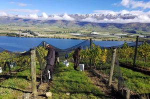 Central Otago Pinot Noir