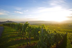 Vineyards near to Stuttgart in Germany