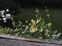 Honeysuckle Vine