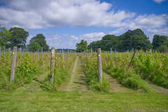 Part of the Vineyard at Renishaw Hall , North East Derbyshire , England , UK
