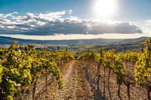 Poggio Sotto vineyard