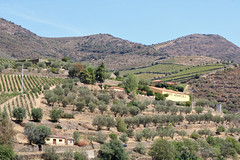 Quinta Dona Matilde - Canelas - Peso da Régua