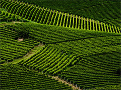 Vineyards in Novello ...