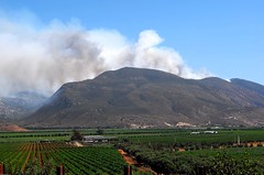 Wildfire above Guadalupe Valley vines Baja