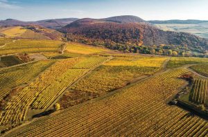 Hillside vineyards in autumn