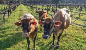 Cows in vineyard