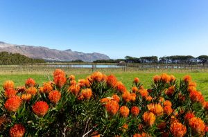 Pincushion flowers at Journey's End