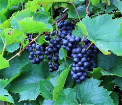 Marechal Foch Grapes