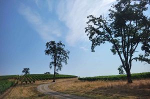 2022 Willamette Valley vintage report