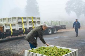 Willamette Valley 2022 Chardonnay