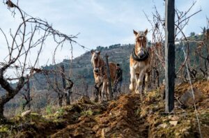 Horses ploughing on Symington's Quinta de Cavadinha estate, Douro.