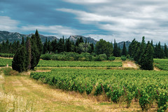 Vineyard at the foot of the Alpilles NZ5_6588