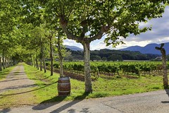 Vineyard in Navarra