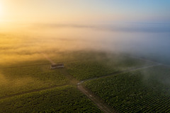 Vineyards in the mist