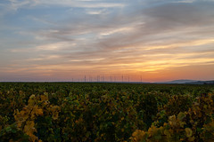 vineyard sunset