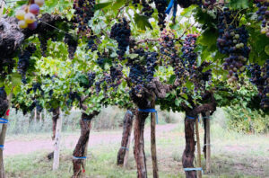 Old Criolla Chica vines in the Calingasta Valley