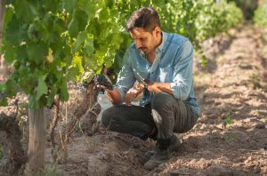 A man examining vines in the vineyard