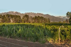 Achaval Ferrer's vineyards