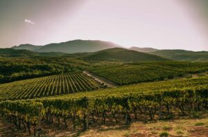 Kir-Yianni's sunny hillside vineyards