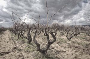 Old bush vines