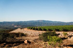 Ovid's Napa Valley vineyards