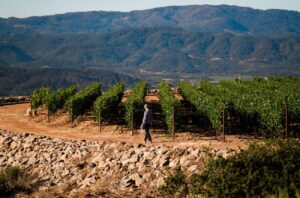 Ovid vineyards on Pritchard Hill