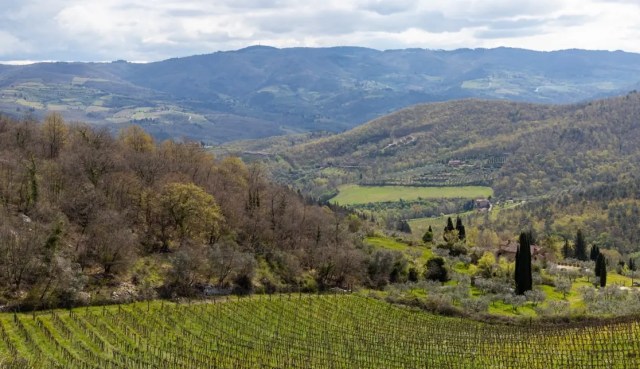 Montefili's Anfiteatro vineyard (image: Vecchie Terre di Montefili)