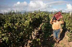 Man harvesting grapes in Bolivian vineyard