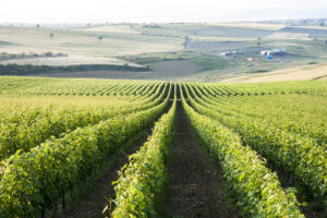 Dedecesme vineyards, Türkiye