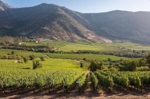 Vineyards in the Cachapoal Valley