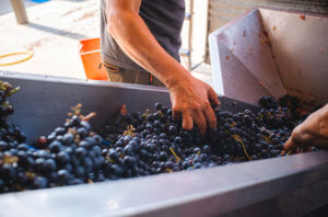 Sorting Ciliegiolo grapes at harvest time at Leonardo Bussoletti winery