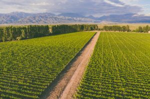 A wide expanse of vineyards