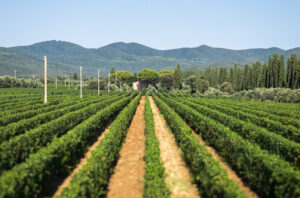 Tenuta San Guido vineyard Bolgheri 2021