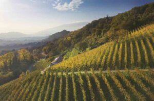 Bottega vineyards in Treviso, Italy.