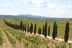 Castellina in Chianti: Zypressen-Allee zwischen den Sangiovese-Weinbergen des Weingutes Casale dello Sparviero