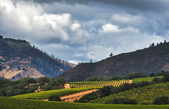 Cloudy day in the Vineyards I