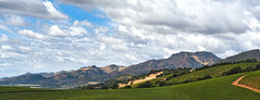 Cloudy day in the Vineyards II