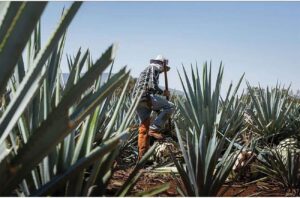 Harvesting agave at Tequila Ocho, east of Guadalajara