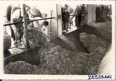 Depositando la uva para su prensado