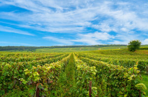 french vineyards