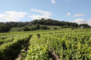 Vineyards in Sancerre, Lore Valley.