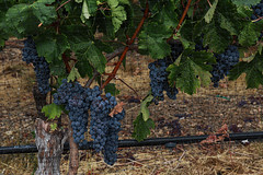 Ledson's Grapes