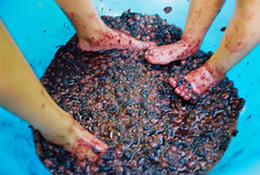 Making wine - the good old fashioned way