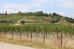 Montalcino: Weinberg des Weingutes Cantina di Montalcino