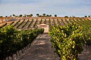 Bodegas Monteabellón in Ribera del Duero, Spain