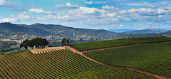 Mtn Vineyards II