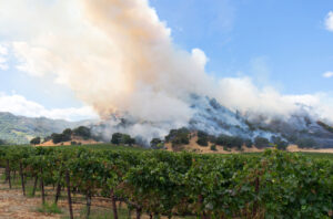 wildfire smoke near to vineyards